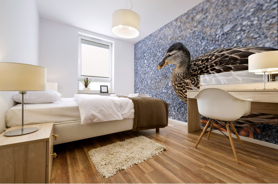 Canard en ville Mural print
