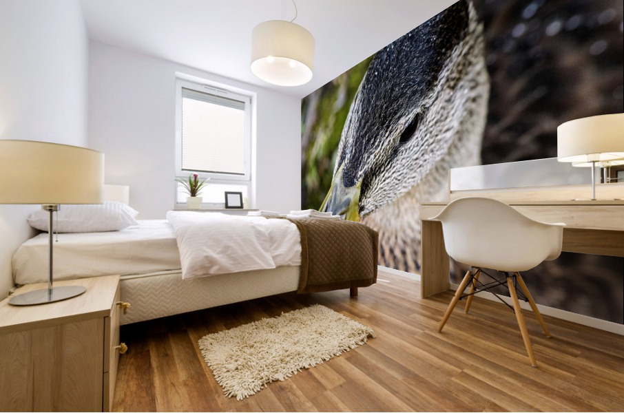 Jolie petit canard du Quebec Mural print