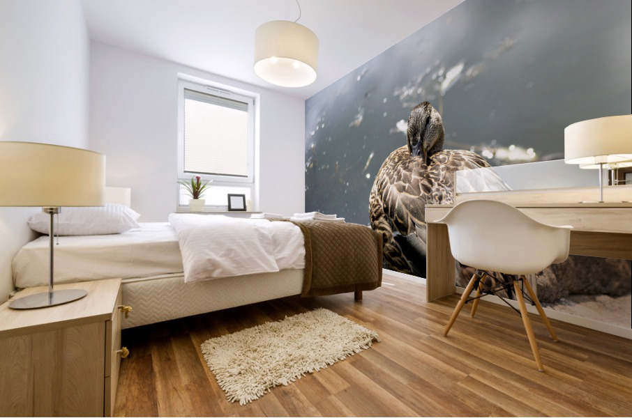 Canard qui flane Mural print