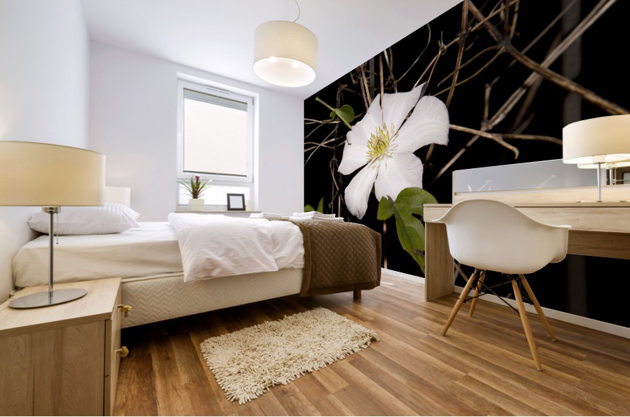 clematite des montagnes Mural print