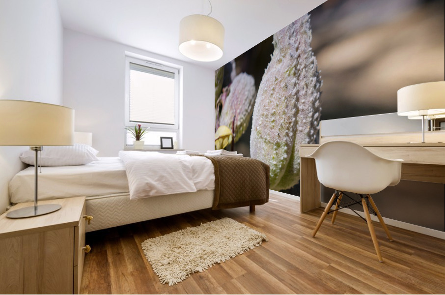 Fleurs inconnue Mural print