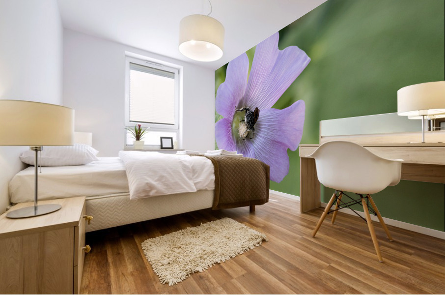  Pollen Collector: Close-Up of Bee on Pink Hibiscus Mural print