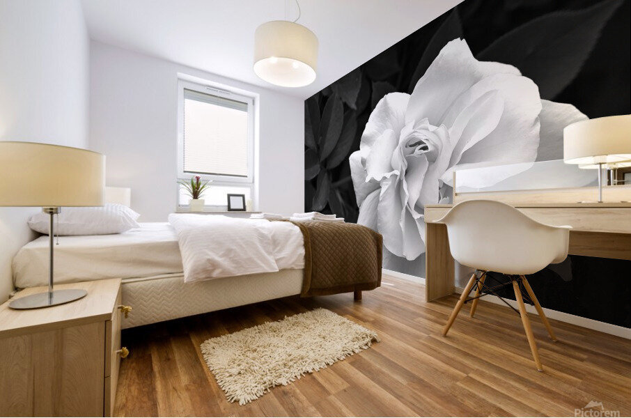 Elegant White Rose in Monochrome Mural print