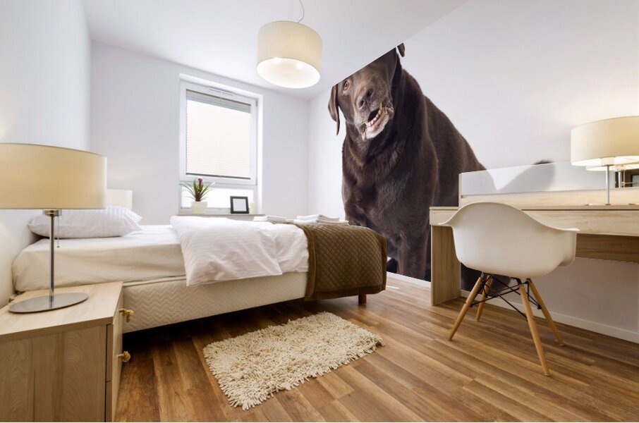 Brown Labrador Mural print