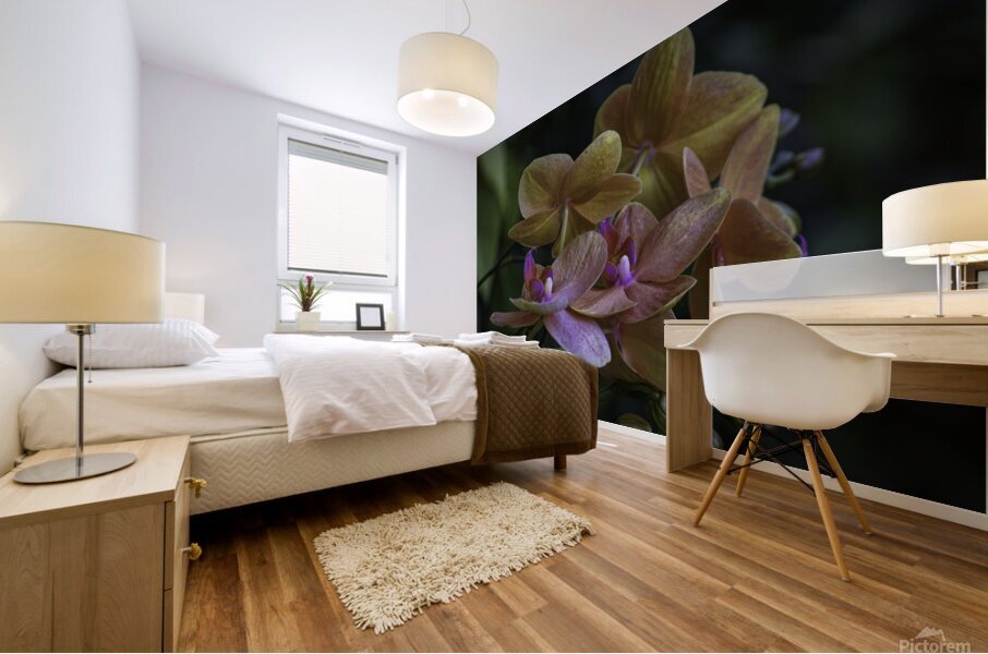 Moth Orchid Mural print