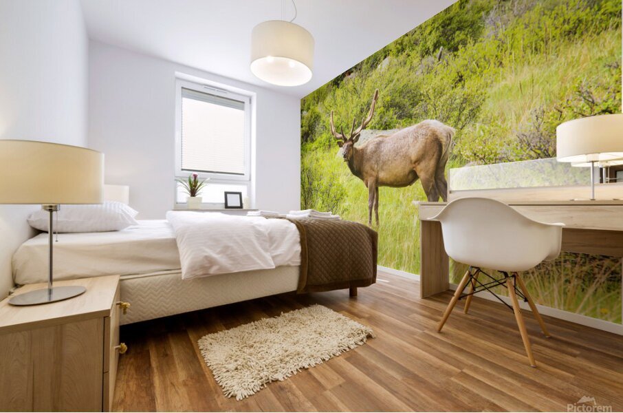 CO 2023 Elk1 Mural print