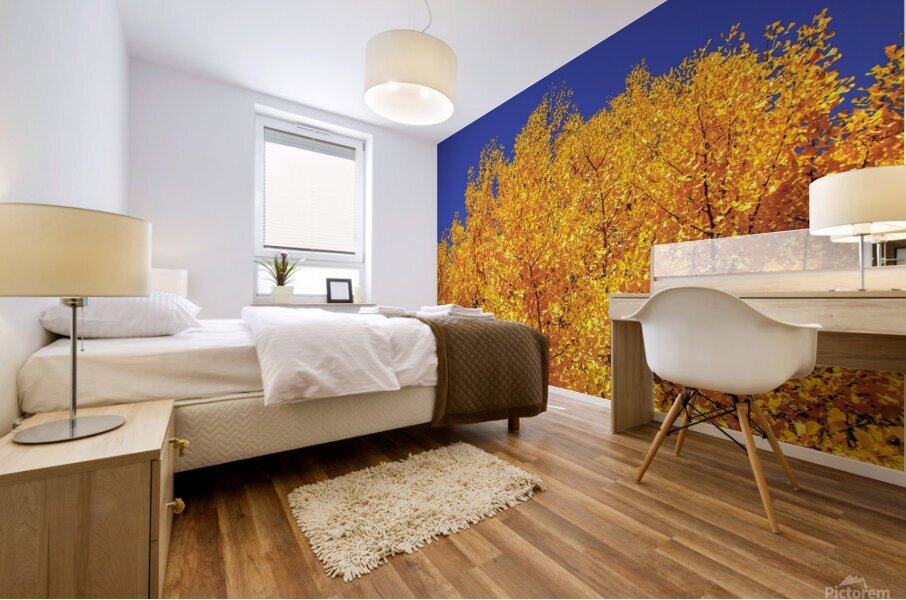 Yellow  Ginkgo Biloba Leaves Mural print