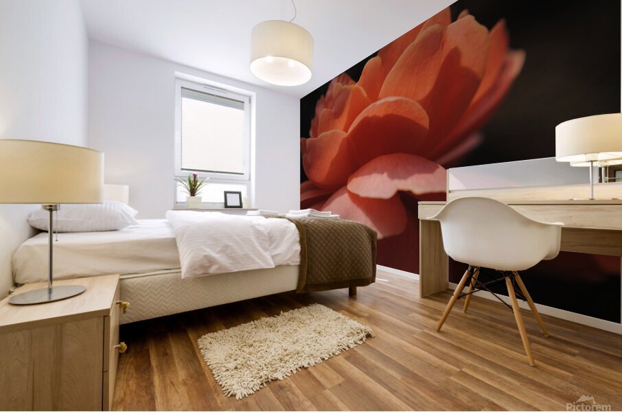 Orange Rose Mural print