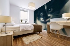 Black Main Coon Kitten Mural print