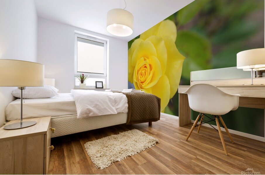 Yellow Rose Mural print