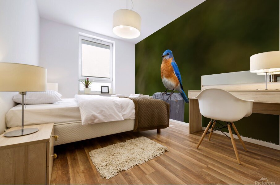 Eastern Bluebird - Colorful Mural print