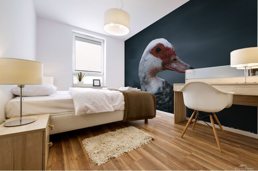 Beautiful Muscovy Duck Mural print