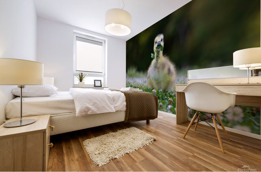 Canada Goose - Happy Gosling Mural print