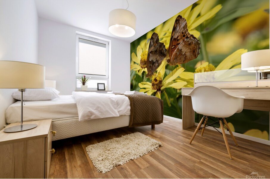 Variegated Fritillaries - Butterfly Courtship on Zinnias Mural print