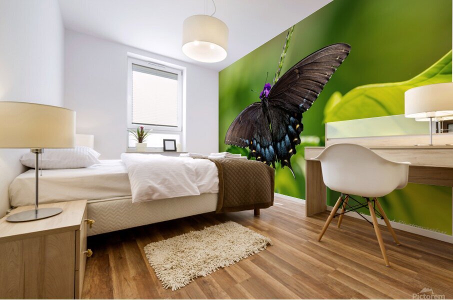 Eastern Tiger Swallowtail Dark Morph Mural print