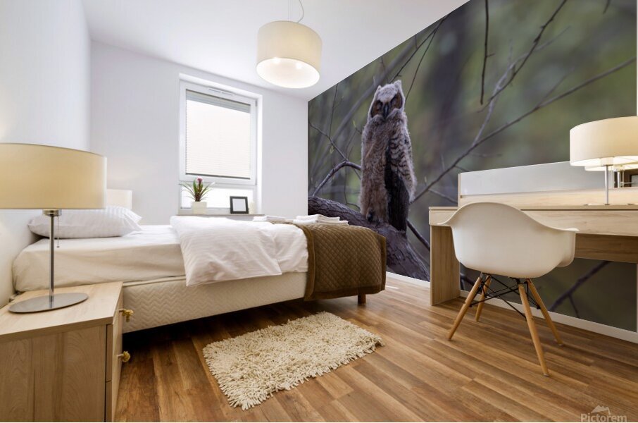 Great Horned Owlet - Forest Nap Mural print