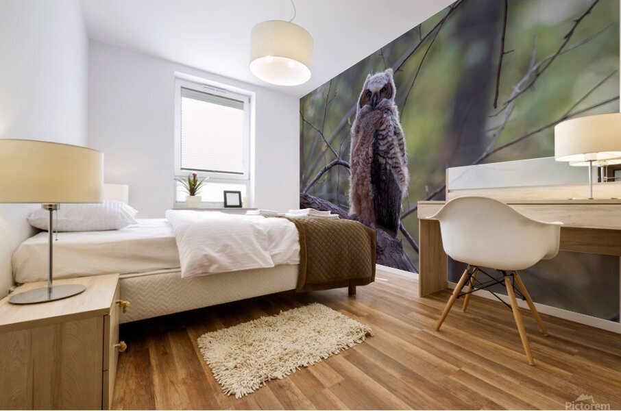 Great Horned Owlet Mural print