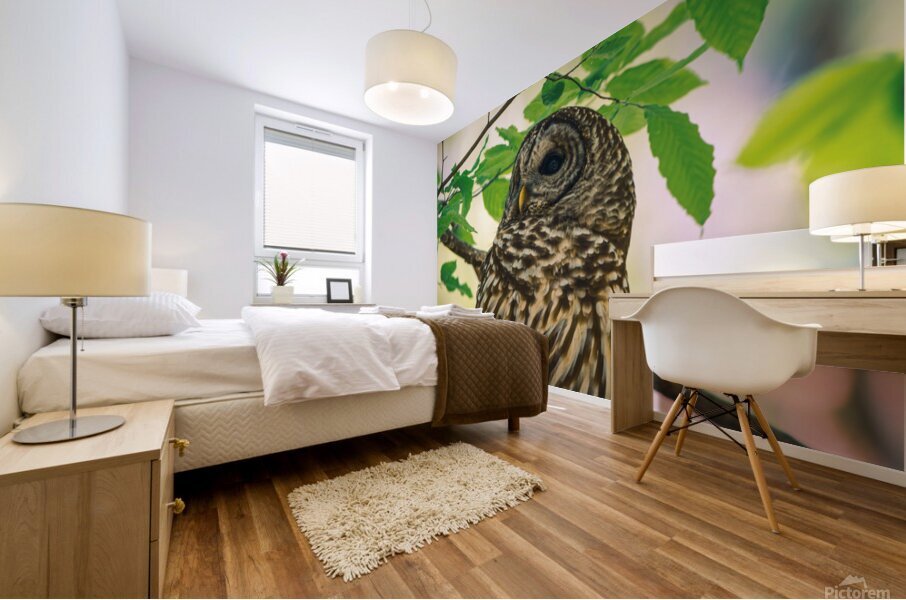 Barred Owl - Reflection Mural print