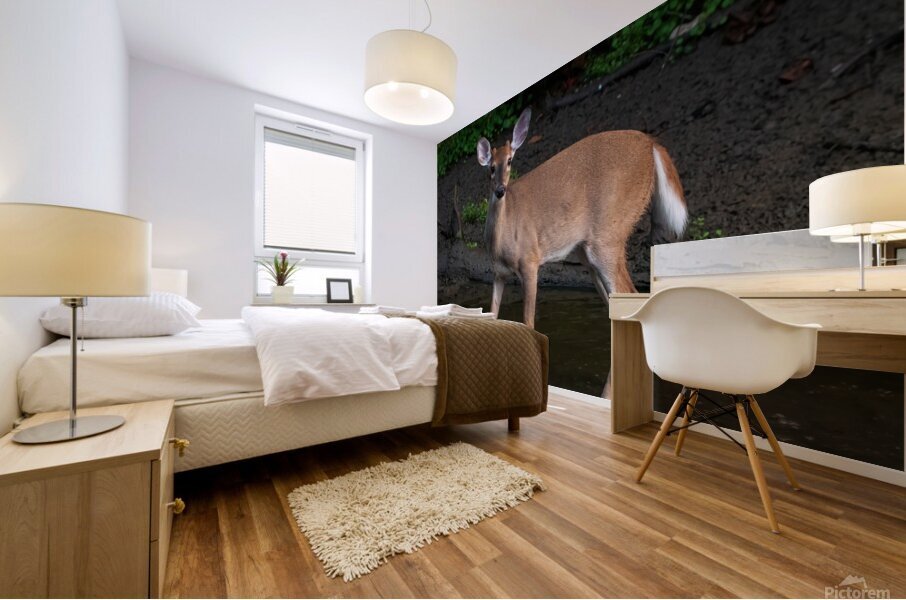 Playful White Tailed Deer in Creek Mural print