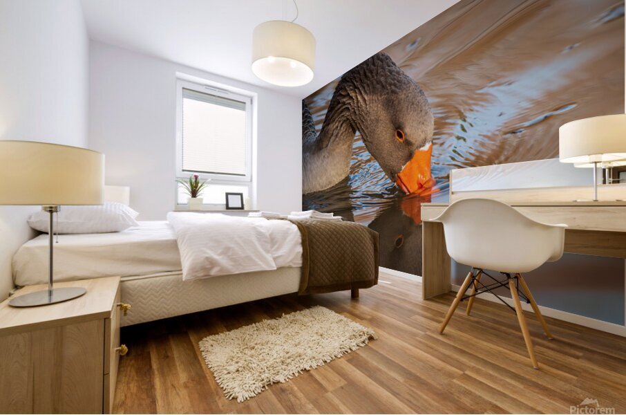 Graylag Goose - Reflection Mural print