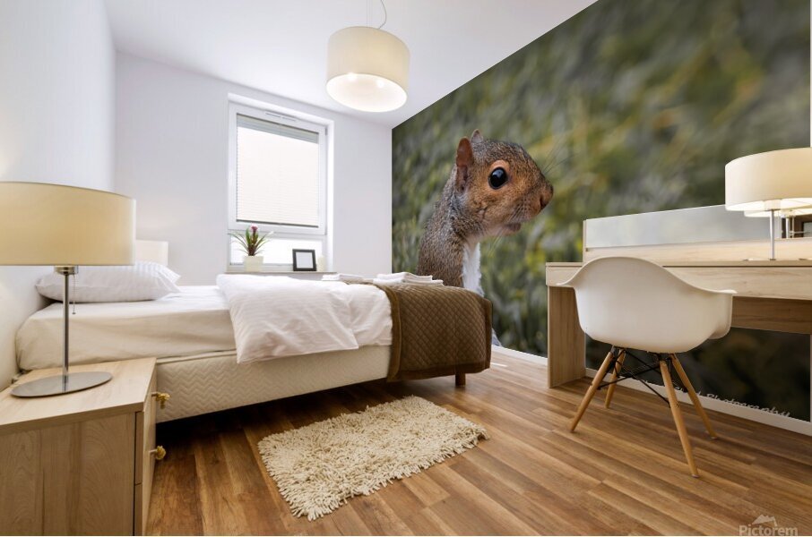 Eastern Gray Squirrel - Portrait Mural print