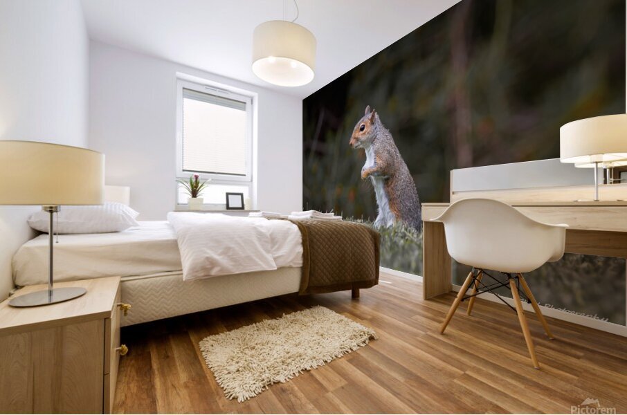 Eastern Gray Squirrel - On The Lookout Mural print