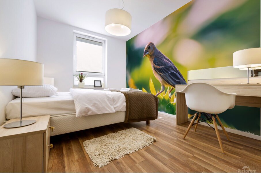 Female Blue Grosbeak Portrait Mural print