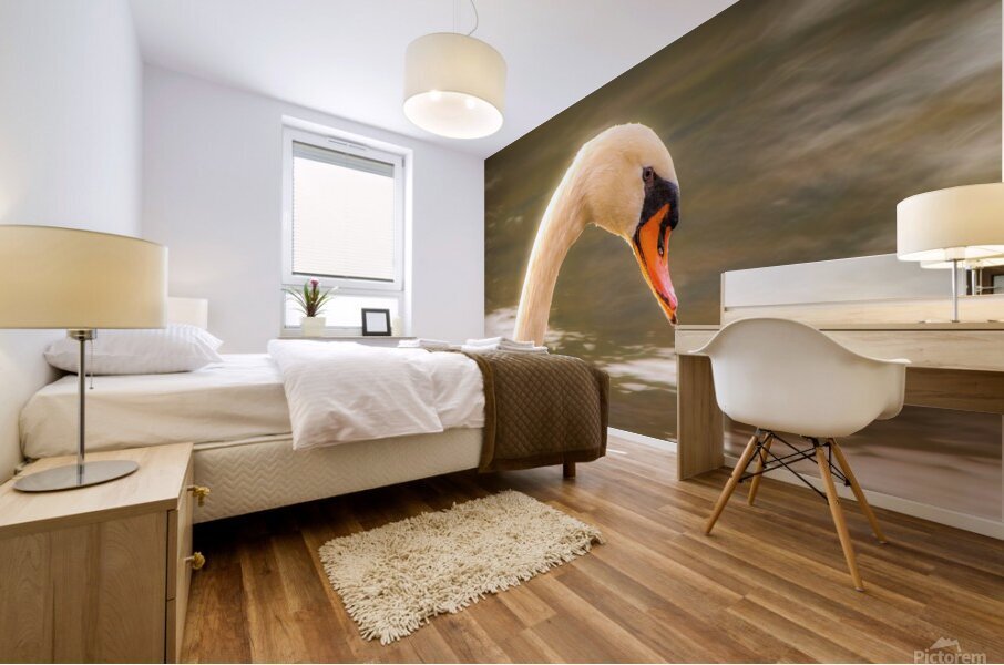 Mute Swan - Morning Glow Mural print