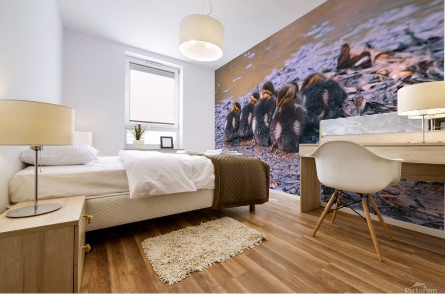Mallard Ducklings - Sleepy Time Mural print