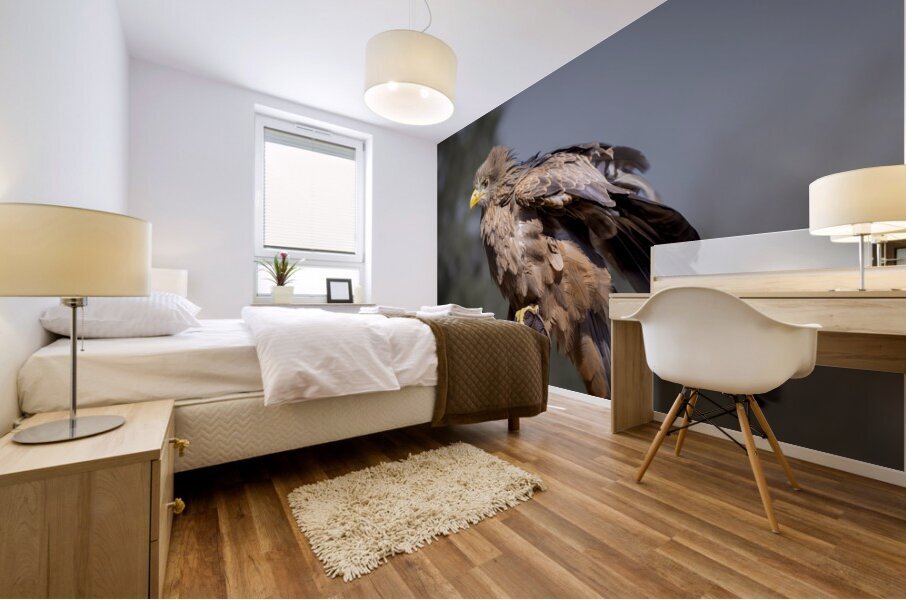 Raptor Red Tailed Hawk  Ruffled Feathers Mural print