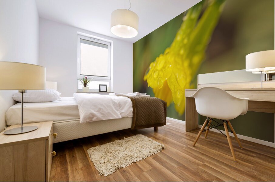 Open Yellow IIDaffodile with Morning Dew II Mural print
