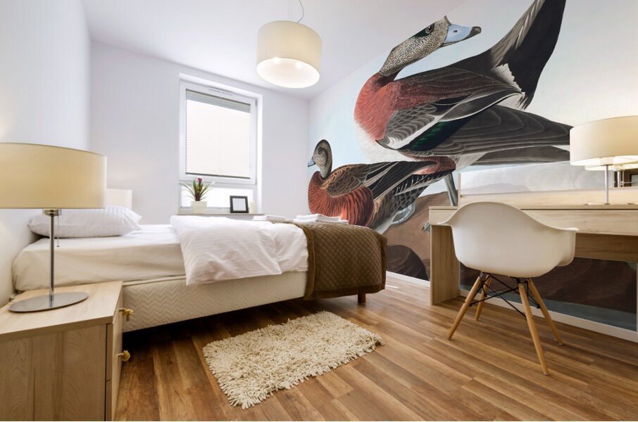 American widgeon duck 1827 Mural print