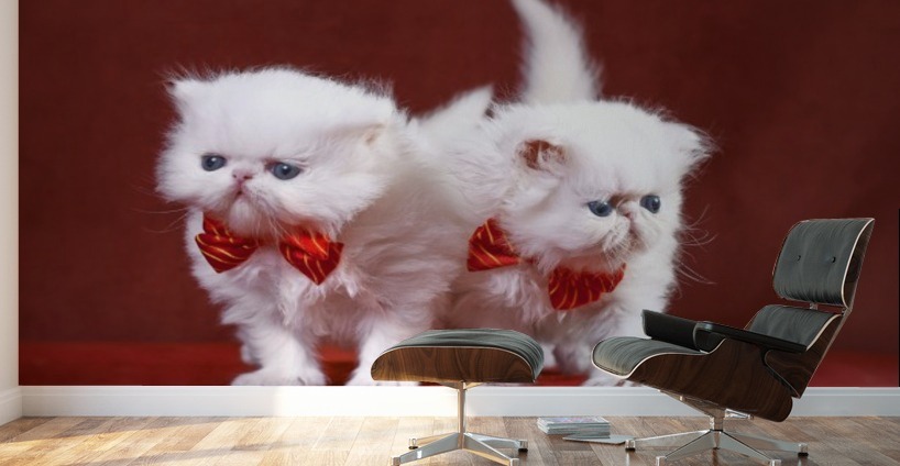 white persian kittens with bow ties alexandra draghici canvas