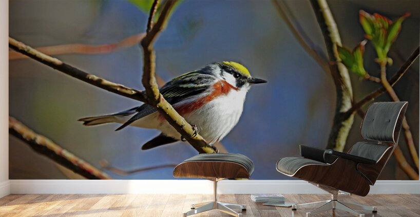 Chestnut Sided Warbler Highlighted In Morning Light Wall Murals