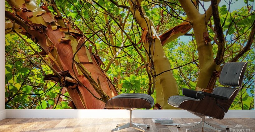 Arbutus Peeling Tree Wall Murals