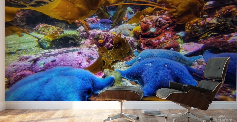 Starfish in the ocean Wall Murals