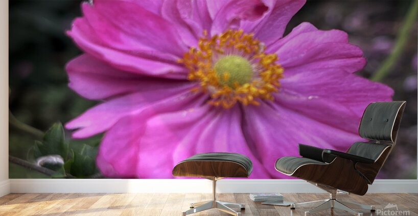 Anemone Hupehensis ‘Prinz Heinrich’ Wall Murals