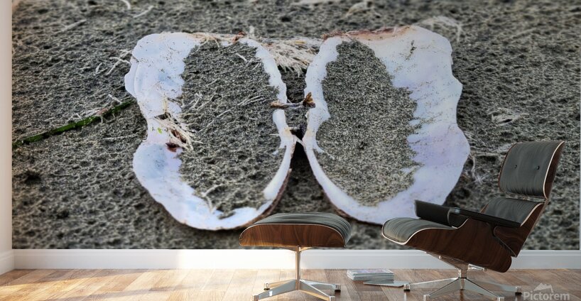 Seashell Angel Wings Tofino Wall Murals