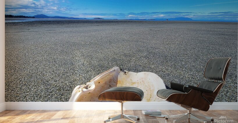 Seashell Wall Murals