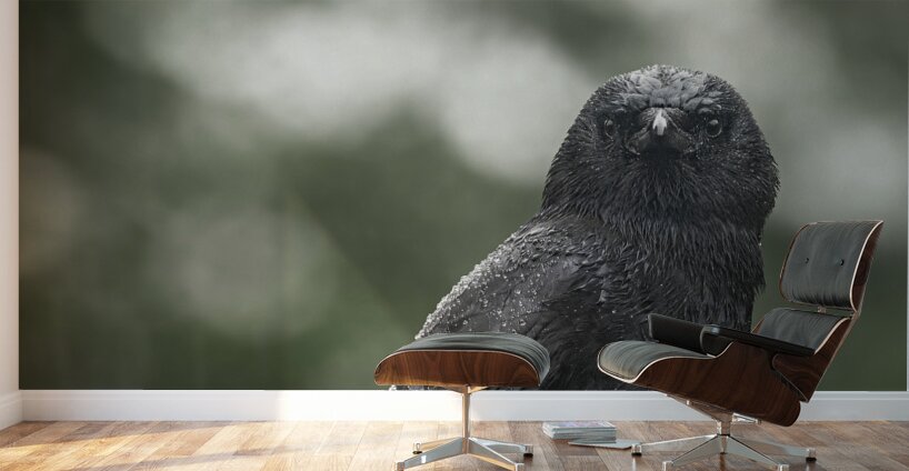 Watchful Eye  Wall Murals