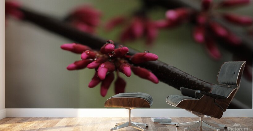 Spring Time My Front Yard A Redbud Tree Wall Murals