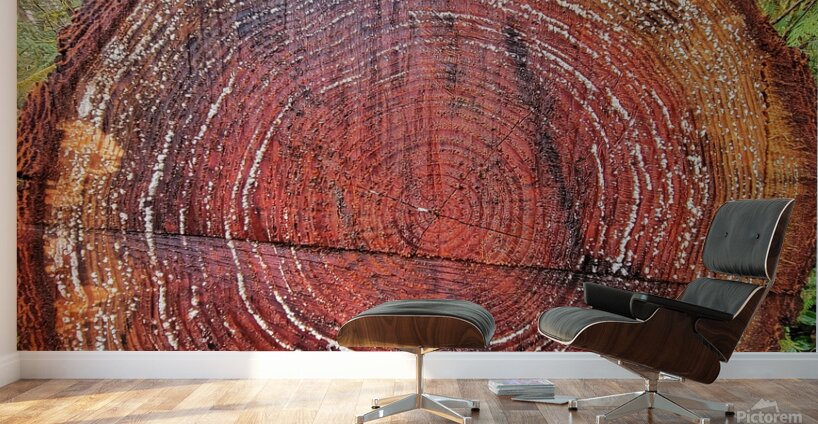 Tree Rings Wall Murals
