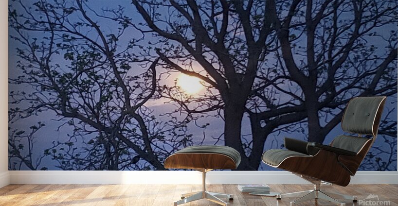 Peek a boo moon Wall Murals