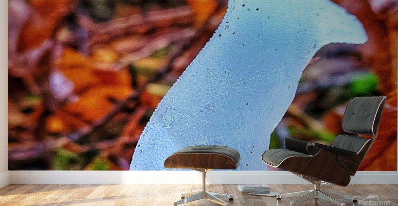 Forest Mushrooms Wall Murals