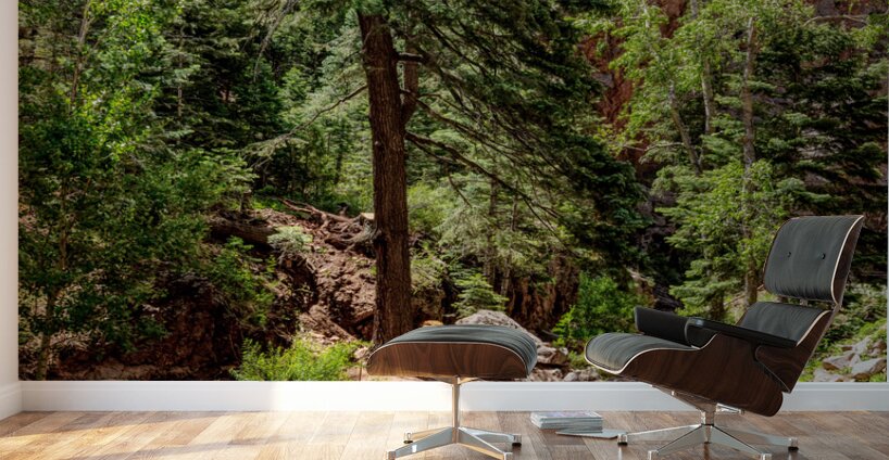 Colorado Forest Creek And Mountains Wall Murals