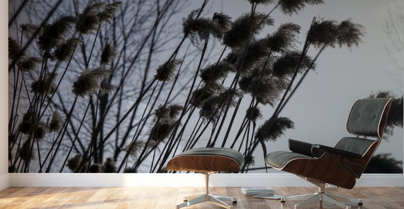 La Douceur Des Roseaux Wall Murals