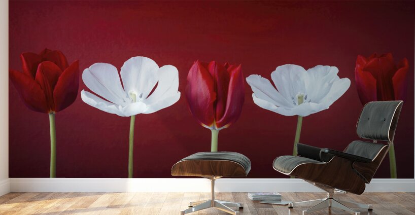 Tulips in a row Wall Murals