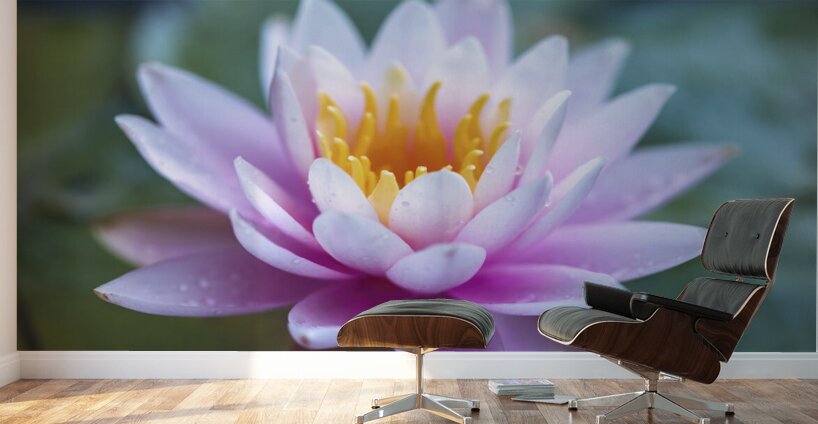 Gentle Grace Wall Murals