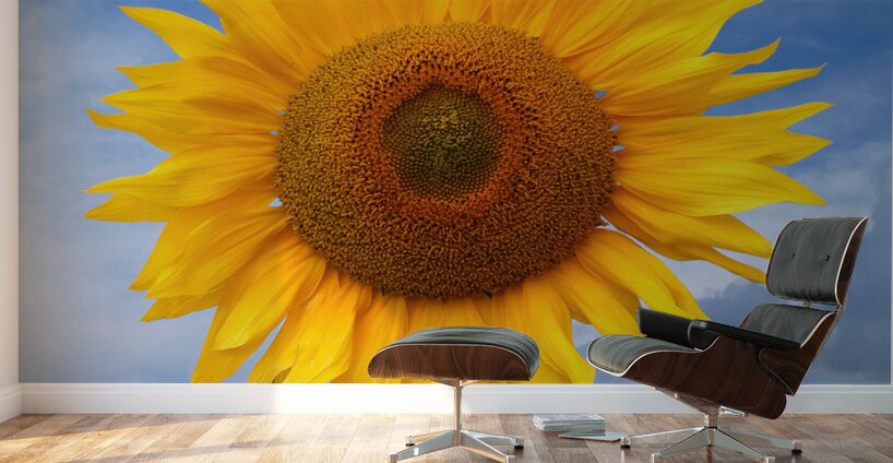 Sunflower Blue Sky Wall Murals