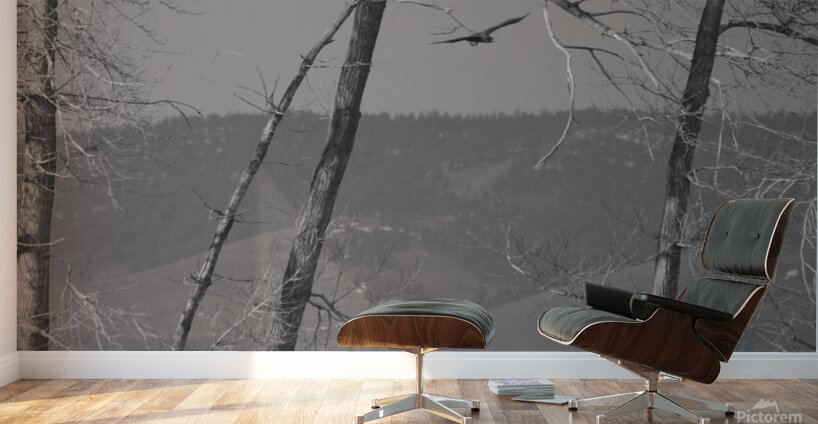 Bald Eagle watching Farm Wall Murals